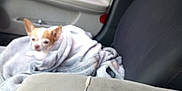Skye is registered to the contest to win money with this photo: animal, blanket, blurred, car, car_seat, chihuahua, companion, cozy, cute, dog, ears, fur, indoor, pet, resting, seat, small_dog, travel, vehicle_interior, wrapped