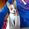 blue_hoodie, brown_and_white, casual_clothing, curious, cute, dog, ears, fashion, handbag, indoor, jeans, leather_strap, person, pet, pet_accessory, puppy, red_collar, small_dog, tattoo, white_belt