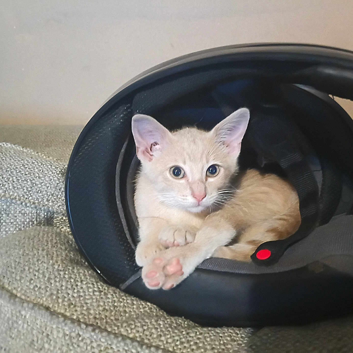 Kitty