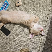 Kitty joined the competition — help win amazing prizes! beige, cat, couch, cozy, cute, domestic, fur, furniture, household, indoor, kitten, light, paws, pet, relaxed, resting, sleeping, small, texture, whiskers