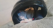 Kitty is registered to the contest to win money with this photo: animal, black_helmet, cat, couch, cozy, cute, fabric, fur, helmet, hideout, indoor, kitten, nap, paw, pet, relaxed, resting, sleeping, small, soft