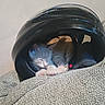 animal, black_helmet, cat, couch, cozy, cute, fabric, fur, helmet, hideout, indoor, kitten, nap, paw, pet, relaxed, resting, sleeping, small, soft