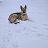 Kasey joined the competition — help win amazing prizes! dog, german_shepherd, snow, winter, outdoor, animal, pet, fence, tree, canine, lying_down, cold, nature, fur, muzzle, quiet, daylight, collar, playful, peaceful
