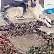 Kasey joined the competition — help win amazing prizes! dog, german_shepherd, pet, outdoor, door, concrete, grass, leaves, dog_bowl, animal, canine, sidewalk, porch, resting, collar, domestic_animal, mammal, quiet, relaxed, house