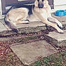 dog, german_shepherd, pet, outdoor, door, concrete, grass, leaves, dog_bowl, animal, canine, sidewalk, porch, resting, collar, domestic_animal, mammal, quiet, relaxed, house