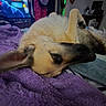Kasey is registered to the contest to win money with this photo: dog, lying_down, upside_down, blanket, purple, fur, indoor, television, furniture, living_room, relaxed, pet, cozy, canine, household, resting, bedroom, soft_texture, ears, close_up
