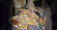 Kasey joined the competition — help win amazing prizes! dog, german_shepherd, pet_bed, blanket, paw_print, indoor, carpet, smiling, fur, ears, animal, cozy, comfortable, cute, canine, resting, looking_up, happy, domestic_animal, companion