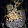 dog, german_shepherd, pet_bed, blanket, paw_print, indoor, carpet, smiling, fur, ears, animal, cozy, comfortable, cute, canine, resting, looking_up, happy, domestic_animal, companion