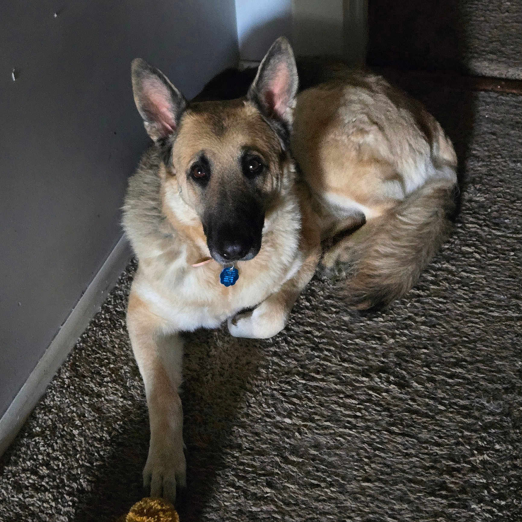 Kasey joined the competition — help win amazing prizes! german_shepherd, dog, pet, indoor, carpet, animal, canine, lying_down, ears_up, toy, fur, collar, paw, looking_at_camera, domestic, resting, quiet, corner, shadow, calm