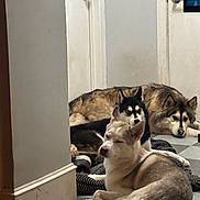 Kylo Maya Bella joined the competition — help win amazing prizes! animal, blanket, canine, companion, dog, domestic, door, floor, fur, home, husky, indoor, lying_down, pet, quiet, relaxed, resting, sleepy, three, trio