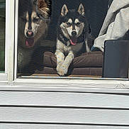 Kylo And Maya is registered to the contest to win money with this photo: dog, husky, window, screen, tongue_out, pet, indoor, chair, two_dogs, happy, sitting, fur, ears, house, sunlight, resting, looking, animal, companions, playful