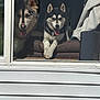 dog, husky, window, screen, tongue_out, pet, indoor, chair, two_dogs, happy, sitting, fur, ears, house, sunlight, resting, looking, animal, companions, playful