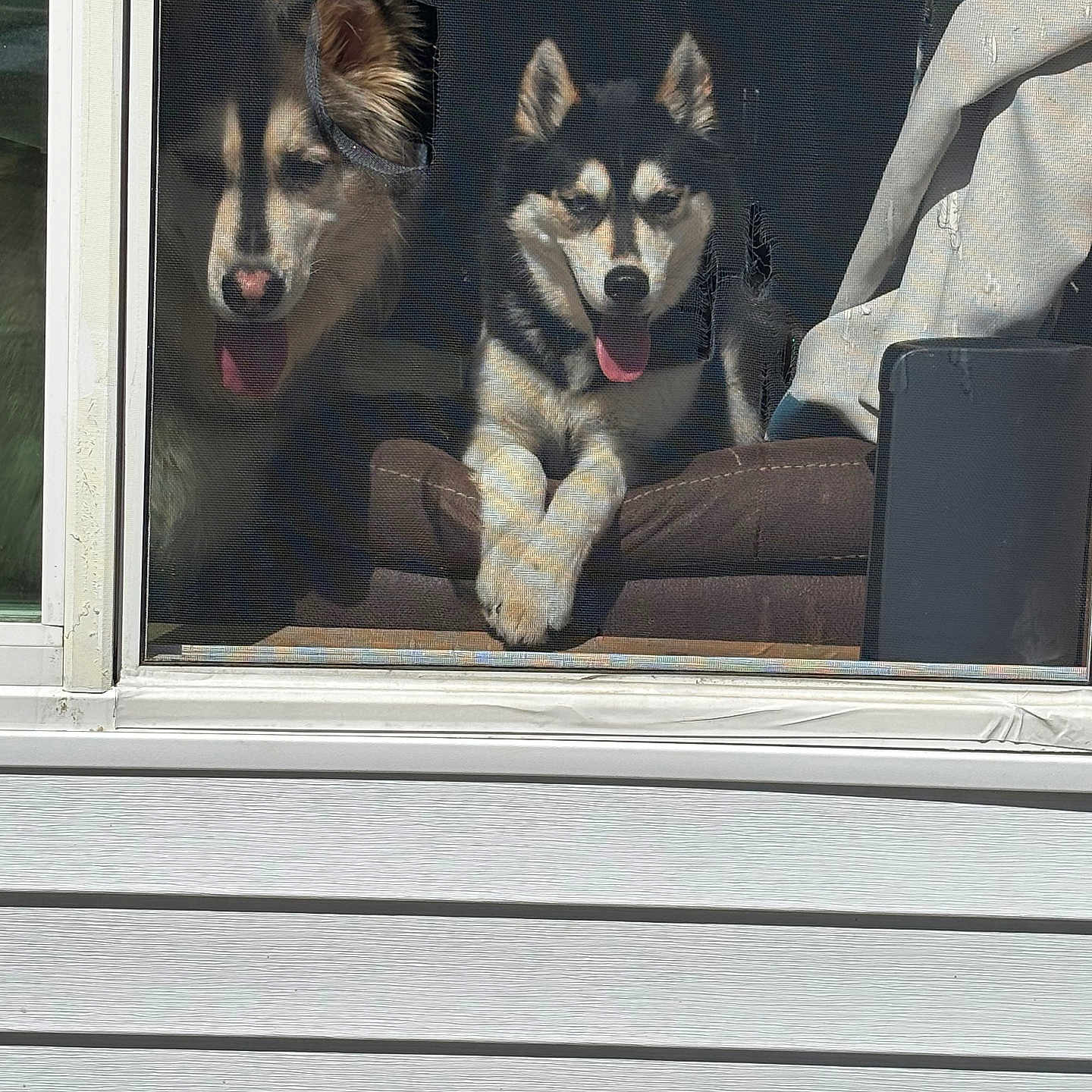 Kylo And Maya is registered to the contest to win money with this photo: animal, chair, companions, dog, ears, fur, happy, house, husky, indoor, looking, pet, playful, resting, screen, sitting, sunlight, tongue_out, two_dogs, window