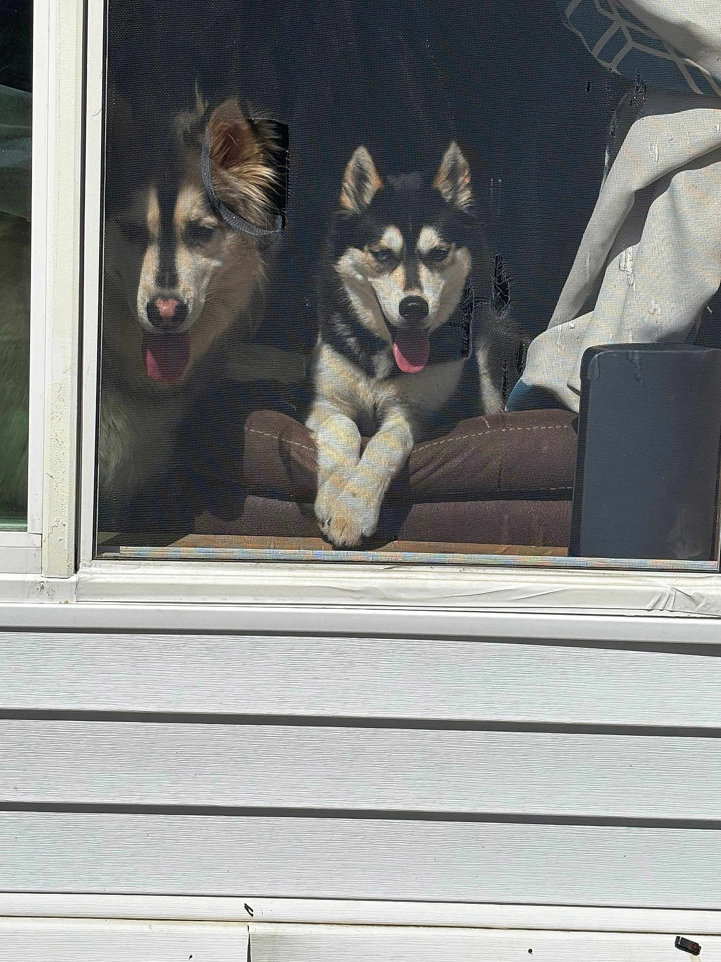 Kylo And Maya is registered to the contest to win money with this photo: dog, husky, window, screen, tongue_out, pet, indoor, chair, two_dogs, happy, sitting, fur, ears, house, sunlight, resting, looking, animal, companions, playful