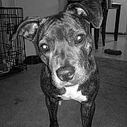 Ladybug joined the competition — help win amazing prizes! dog, pet, canine, portrait, black_and_white, indoors, living_room, floppy_ears, brown_coat, white_chest, white_paws, standing, looking_at_camera, animal_face, short_hair, dog_crate, food_bowl, carpet, furniture, chew_toy