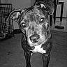 dog, pet, canine, portrait, black_and_white, indoors, living_room, floppy_ears, brown_coat, white_chest, white_paws, standing, looking_at_camera, animal_face, short_hair, dog_crate, food_bowl, carpet, furniture, chew_toy
