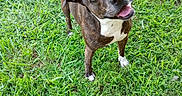 Ladybug joined the competition — help win amazing prizes! dog, canine, pet, outdoor, grass, lawn, standing, portrait, close_up, happy, playful, tongue_out, floppy_ears, short_hair, brindle, white_chest, blue_gray_coat, animal, nature, photography