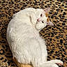 cat, white_cat, orange_patches, lying_down, leopard_print_rug, pet, indoor, feline, cute, fur, paws, relaxed, animal, mammal, whiskers, ears, tail, looking, close_up, domestic_cat