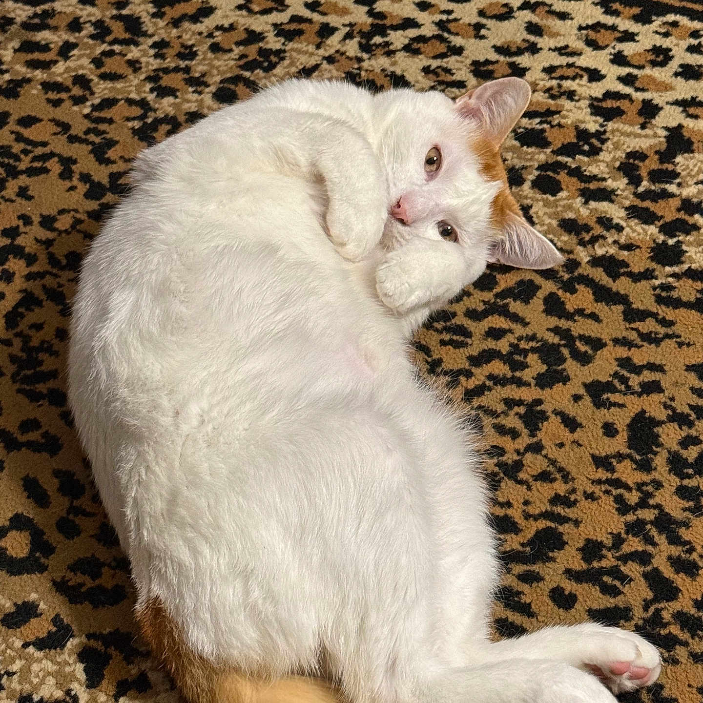 Jax
