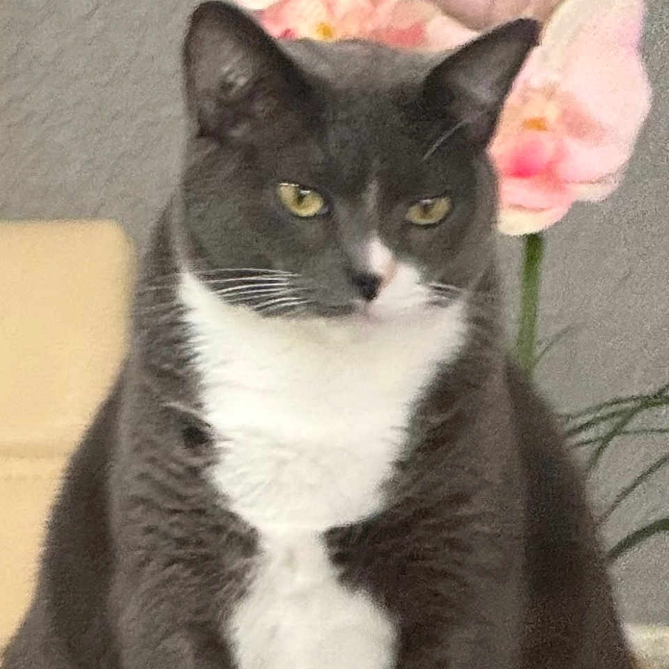 Gigi joined the competition — help win amazing prizes! cat, gray_cat, white_chest, sitting, indoor, flower, pink_flower, plant, pet, feline, whiskers, ears, fur, portrait, animal, houseplant, decor, closeup, domestic_cat, calm