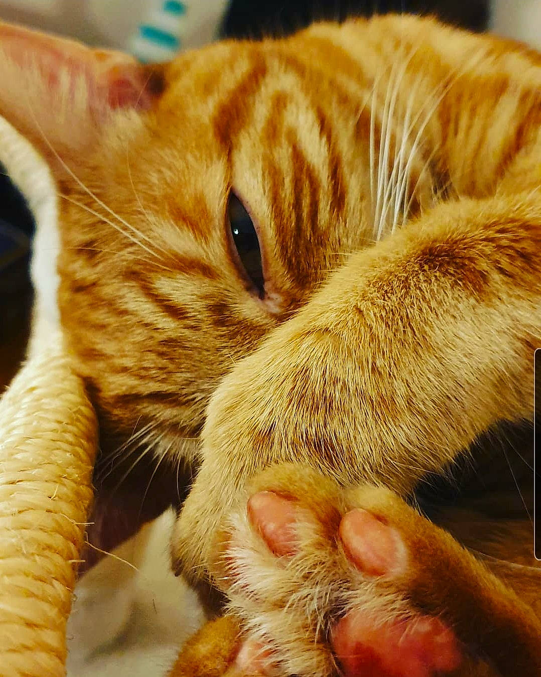 O'Malley a rejoint le concours — aidez-le/la à gagner de superbes lots ! asian, carnivore, cat, claw, close_up, ear, european_shorthair, eye, fawn, felidae, fur, kitten, nose, organism, paw, skin, small_to_medium_sized_cats, snout, tabby_cat, whiskers