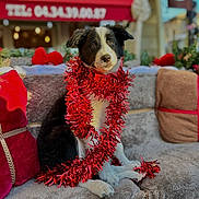Aloy participe au concours pour gagner de l'argent avec cette photo : dog, puppy, black_and_white, tinsel, decorations, couch, pillows, red, brown, outdoor, holiday, festive, pet, animal, cute, sitting, fur, soft, daylight, blurred_background