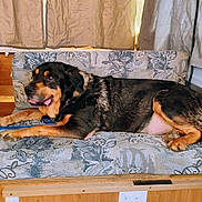 Lincoln is registered to the contest to win money with this photo: dog, couch, indoor, pet, canine, resting, furniture, curtains, happy, animal, brown, black, relaxed, domestic, companion, living_room, seat, laying_down, comfort, house