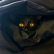 Aya a rejoint le concours — aidez-le/la à gagner de superbes lots ! black_cat, yellow_eyes, peeking, fabric, coat, hidden, curious, animal, pet, cute, dark, soft_texture, closeup, indoor, whiskers, fur, nose, ears, shadow, cozy