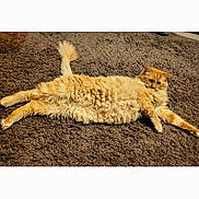 Teetsi is registered to the contest to win money with this photo: animal, carpet, cat, curious, cute, domestic_cat, feline, fluffy, fur, home, indoor, lying_down, mammal, orange_cat, paws, pet, relaxed, resting, tail, whiskers