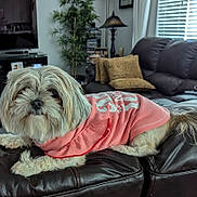 Dixie joined the competition — help win amazing prizes! animal, canine, clothing, couch, cute, dog, domestic_animal, fluffy, fur, furniture, home, houseplant, indoor, lamp, living_room, pet, pillows, pink_shirt, relaxed, window_blinds