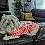 animal, canine, clothing, couch, cute, dog, domestic_animal, fluffy, fur, furniture, home, houseplant, indoor, lamp, living_room, pet, pillows, pink_shirt, relaxed, window_blinds