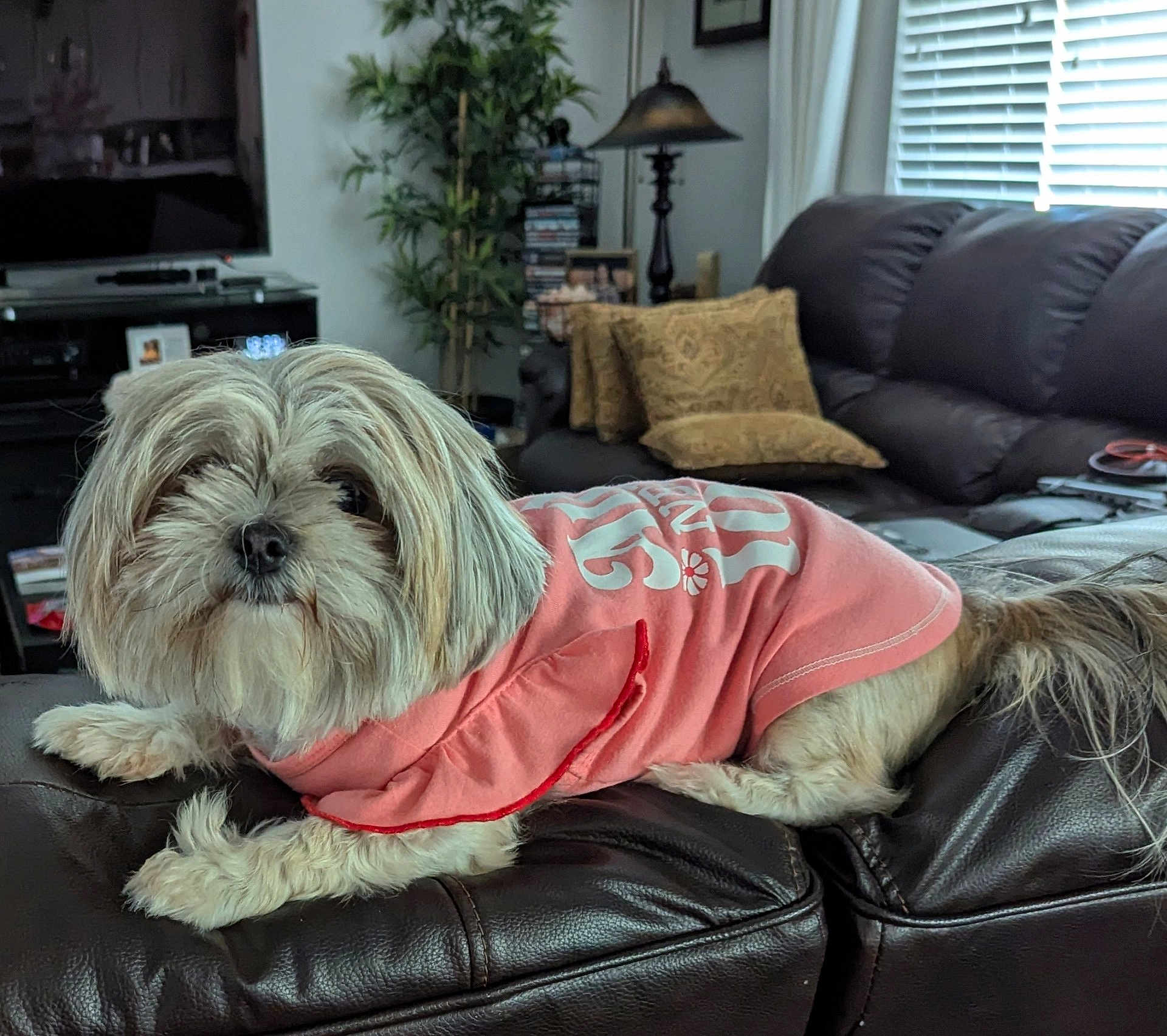 Dixie