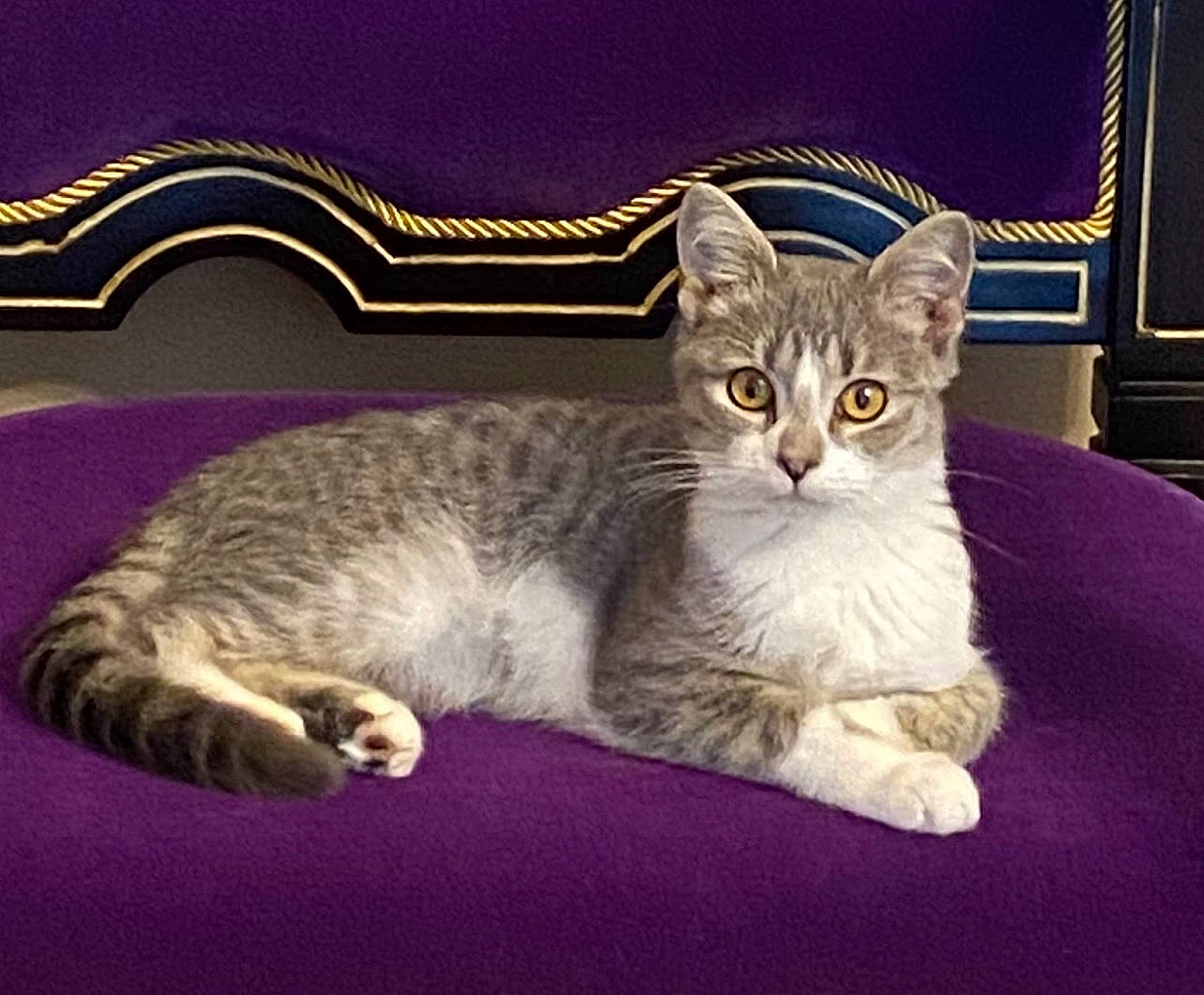 Flash is registered to the contest to win money with this photo: bed, carnivore, cat, claw, comfort, couch, domestic_short_haired_cat, eye, felidae, fur, metal, nap, paw, pet_supply, photo_caption, sitting, small_to_medium_sized_cats, snout, tail, whiskers