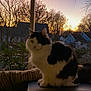 black_and_white_cat, cat, cozy, cushion, domestic_animal, evening, furry, house, longhaired_cat, neighborhood, pet, porch, relaxed, silhouette, sitting, sunset, tail, trees, whiskers, window_screen