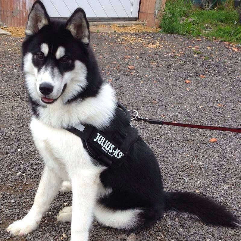 Jumbo participe au concours pour gagner de l'argent avec cette photo : alaskan_klee_kai, canidae, carnivore, dog, dog_breed, east_siberian_laika, labrador_husky, lapponian_herder, mammal, miniature_siberian_husky, native_american_indian_dog, northern_inuit_dog, sakhalin_husky, seppala_siberian_sleddog, siberian_husky, sled_dog, sporting_group, tail, tamaskan_dog, vertebrate