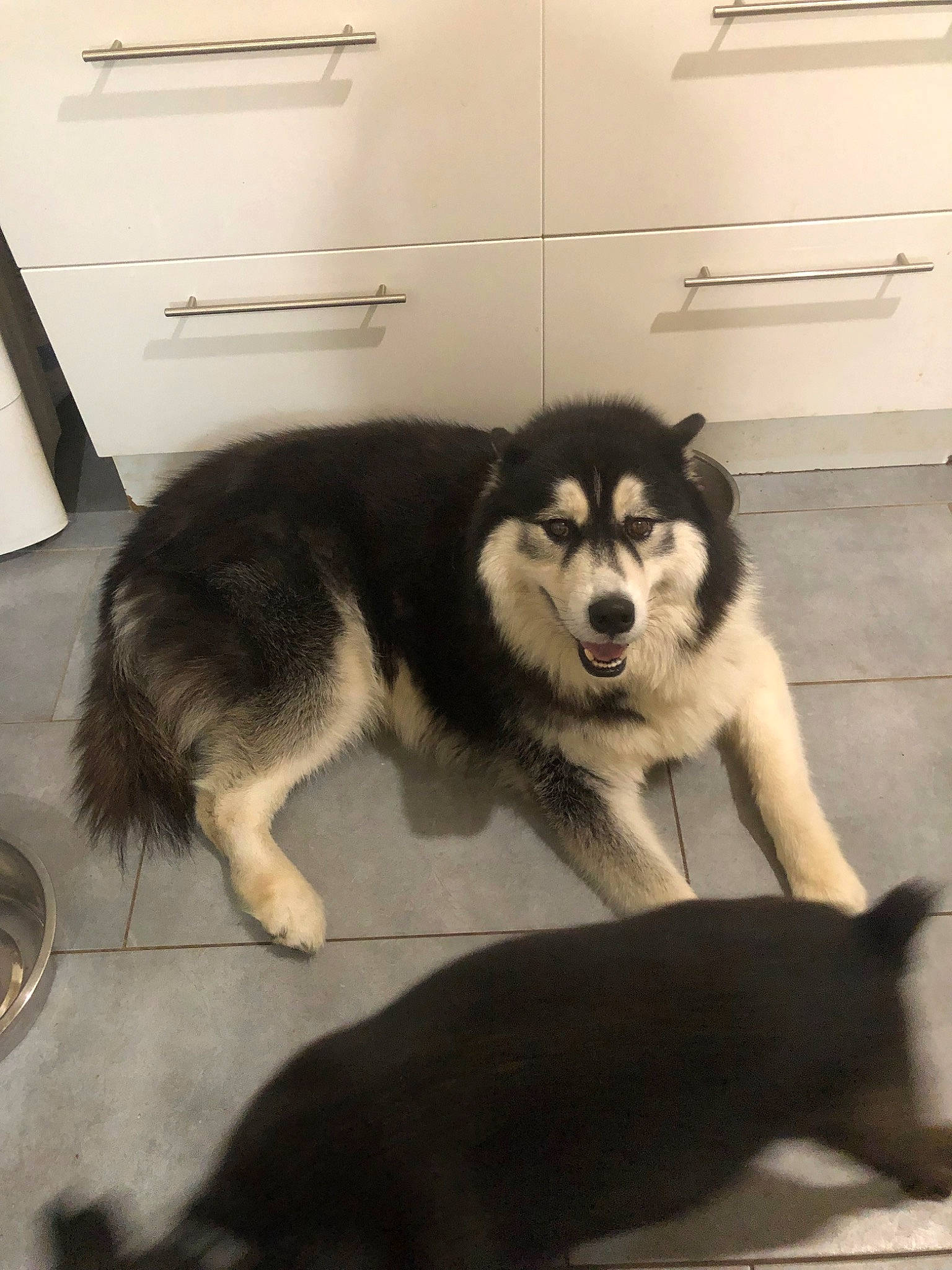 Jumbo a rejoint le concours — aidez-le/la à gagner de superbes lots ! alaskan_malamute, ancient_dog_breeds, canadian_eskimo_dog, canidae, carnivore, dog, dog_breed, east_siberian_laika, mammal, native_american_indian_dog, northern_inuit_dog, rare_breed_dog, sakhalin_husky, seppala_siberian_sleddog, siberian_husky, sled_dog, sporting_group, vertebrate, wolfdog, working_dog