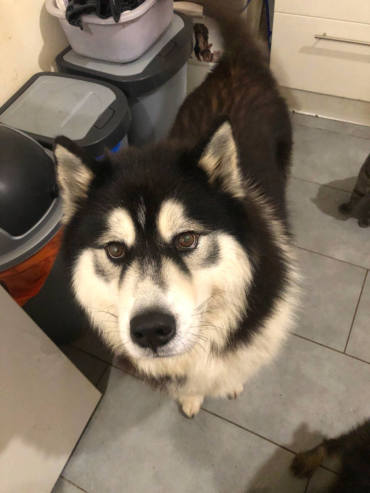 Jumbo participe au concours pour gagner de l'argent avec cette photo : alaskan_klee_kai, alaskan_malamute, canadian_eskimo_dog, canidae, carnivore, dog, dog_breed, greenland_dog, mammal, miniature_siberian_husky, native_american_indian_dog, nose, sakhalin_husky, siberian_husky, sled_dog, snapshot, snout, vertebrate, wolfdog, working_dog