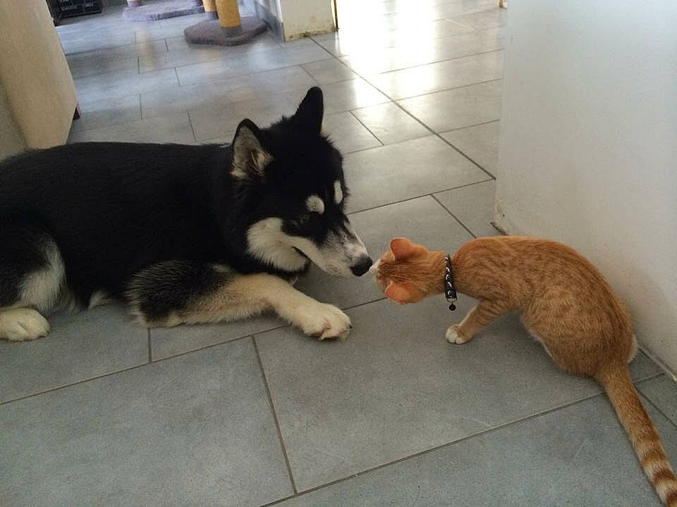 Jumbo a rejoint le concours — aidez-le/la à gagner de superbes lots ! canidae, carnivore, dog, dog_breed, floor, mammal, puppy, siberian_husky, snout, tail, vertebrate, wolfdog