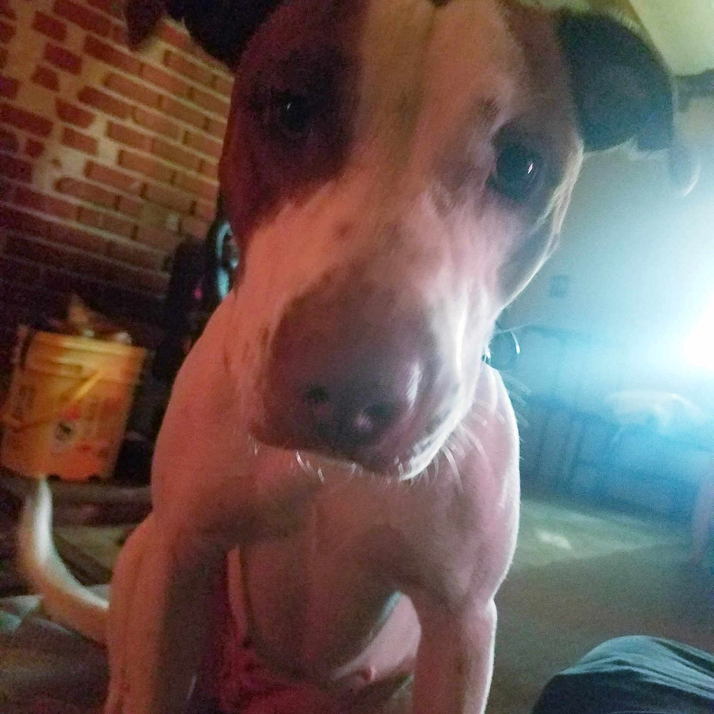 Story is registered to the contest to win money with this photo: blurred, brick_wall, bucket, chest, close_up, curious, dog, floor, front_leg, furniture, indoor, living_room, low_light, nose, pet, portrait, sitting, snout, tail, whiskers