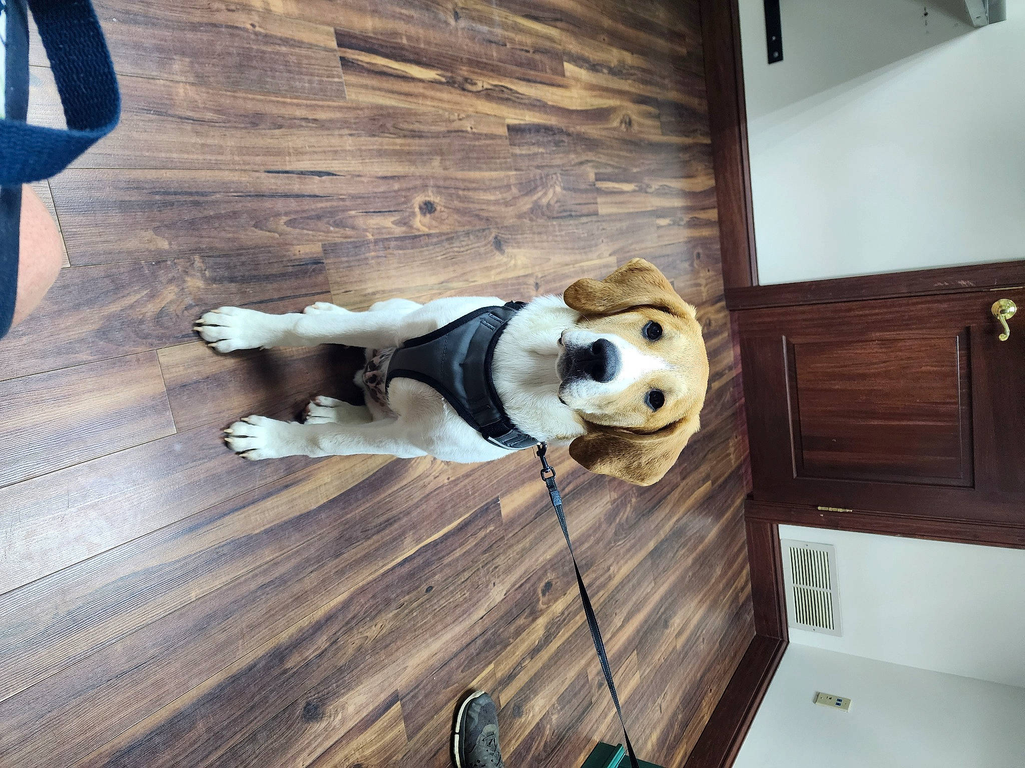 Boogie is registered to the contest to win money with this photo: cabinetry, carnivore, companion_dog, dog, dog_breed, floor, flooring, fur, hardwood, laminate_flooring, plank, plywood, room, stuffed_toy, varnish, wood, wood_flooring, wood_stain