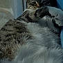 cat, tabby, fur, paw, relaxed, sunlight, window, curtain, indoor, pet, sleepy, closeup, whiskers, animal, mammal, cozy, resting, stretching, cute, feline