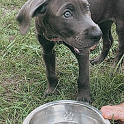 Nova is registered to the contest to win money with this photo: puppy, dog, grass, water_bowl, metal_bowl, outdoor, pet, animal, blue_eyes, curious, young_dog, collar, canine, nature, hand, thirsty, playful, domestic_animal, field, summer