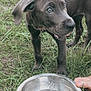 puppy, dog, grass, water_bowl, metal_bowl, outdoor, pet, animal, blue_eyes, curious, young_dog, collar, canine, nature, hand, thirsty, playful, domestic_animal, field, summer