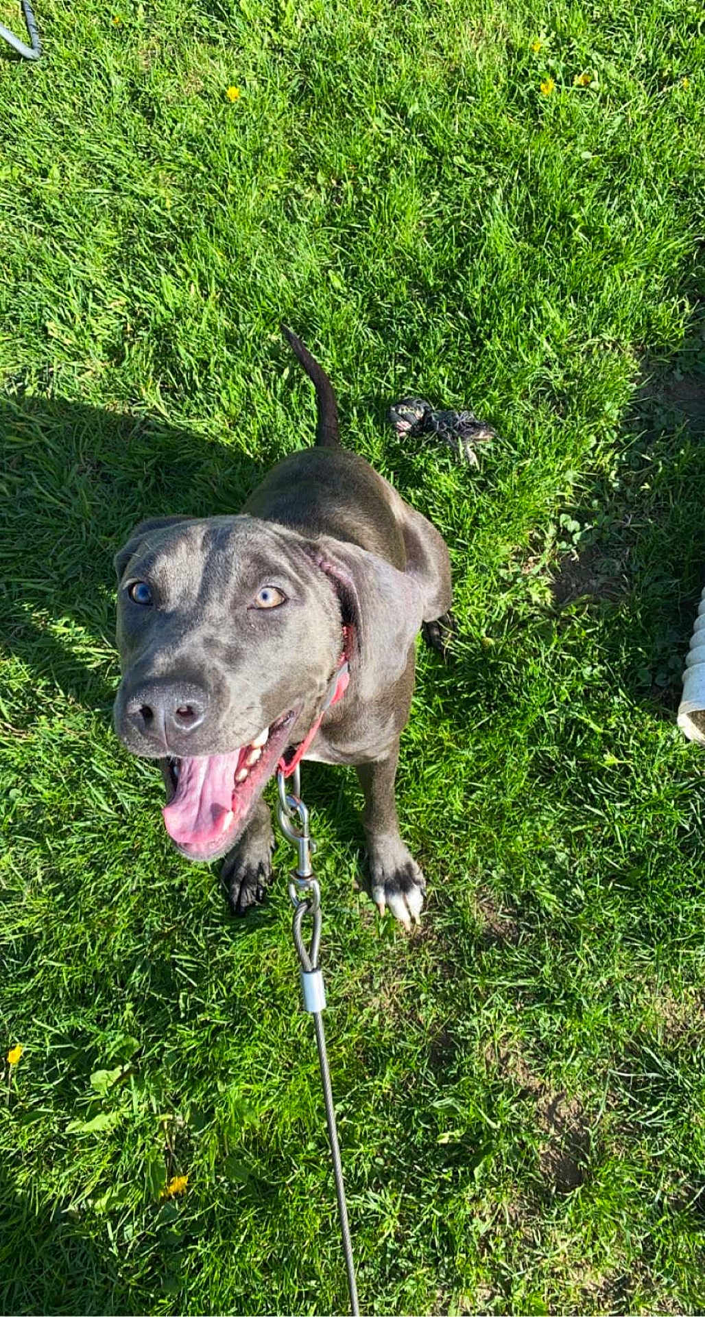 Nova joined the competition — help win amazing prizes! dog, gray_dog, grass, leash, outdoor, sunlight, happy, pet, canine, sitting, tongue_out, collar, playful, nature, greenery, animal, young_dog, daylight, excited, ears