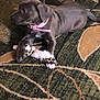 Nova is registered to the contest to win money with this photo: puppy, dog, toy, plush_toy, carpet, indoor, collar, pink_collar, brown_dog, pet, animal, cute, young_dog, floor, playing, resting, side_view, domestic_animal, small_dog, fur