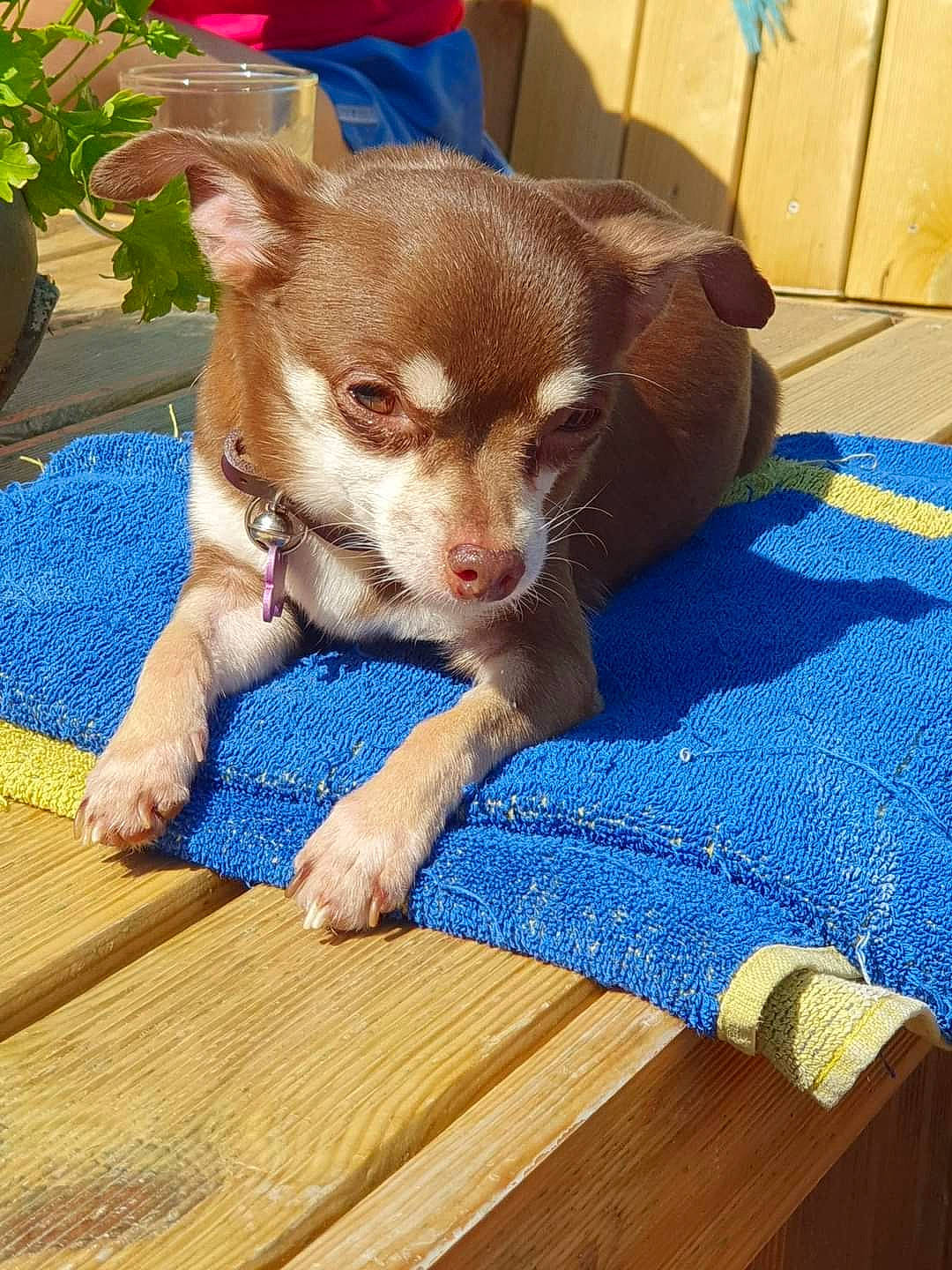 Petite Princesse participe au concours pour gagner de l'argent avec cette photo : blue, canidae, carnivore, chihuahua, companion_dog, dog, dog_breed, fawn, flooring, flowerpot, fur, hardwood, houseplant, plant, snout, sporting_group, toy_dog, whiskers, wood, working_animal