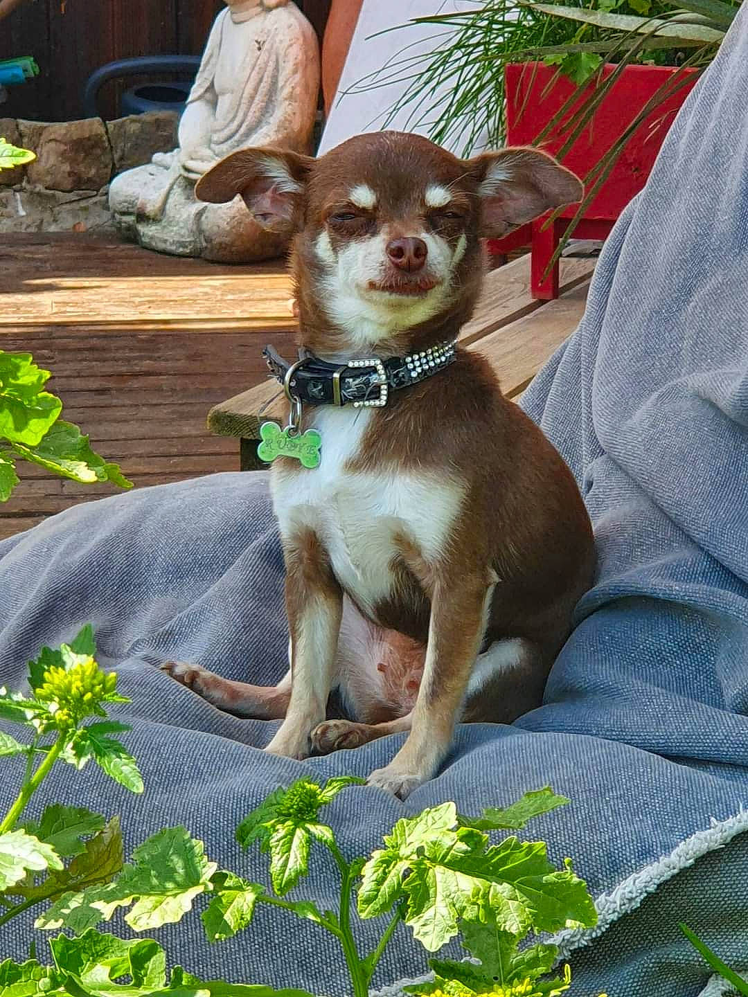 Petite Princesse participe au concours pour gagner de l'argent avec cette photo : art, canidae, carnivore, collar, companion_dog, dog, dog_breed, dog_collar, fawn, grass, green, groundcover, leash, plant, snout, sporting_group, tail, toy_dog, whiskers, working_animal