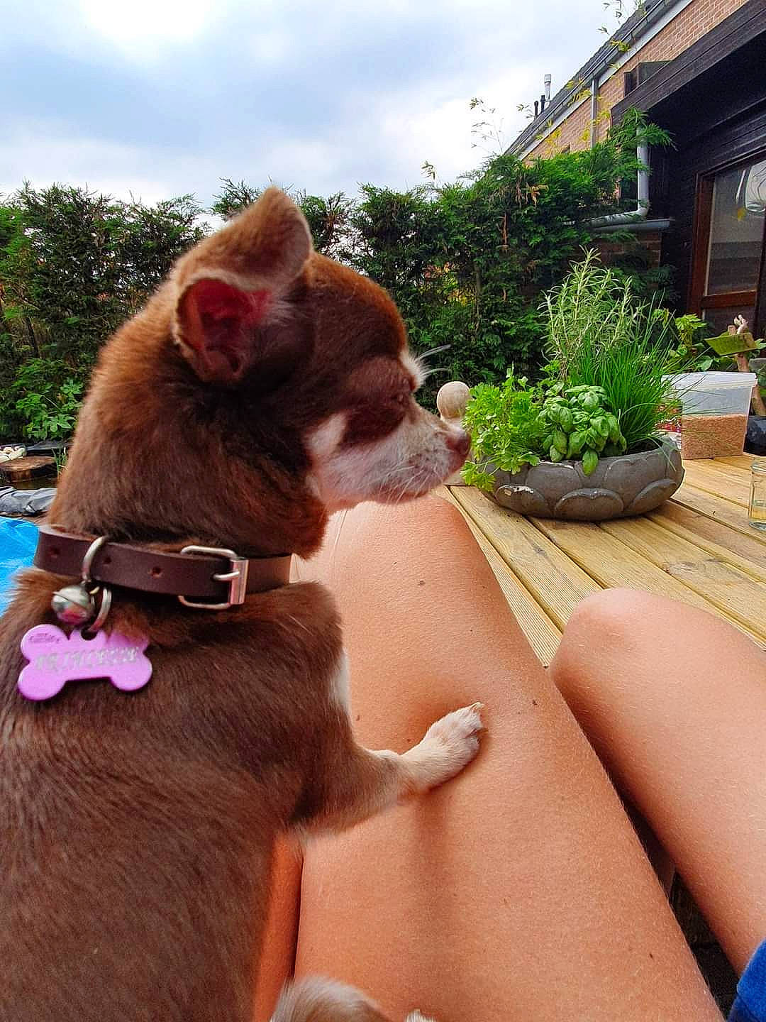 Petite Princesse participe au concours pour gagner de l'argent avec cette photo : carnivore, cloud, collar, comfort, companion_dog, dog, dog_breed, dog_collar, fawn, felidae, grass, liver, plant, sky, small_to_medium_sized_cats, snout, sunglasses, tail, whiskers, working_animal