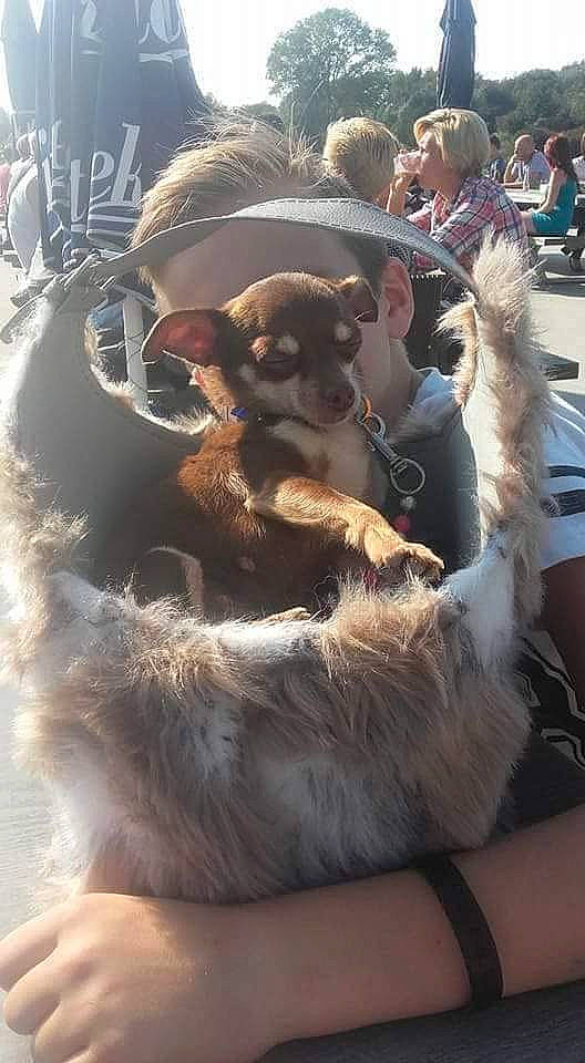 Petite Princesse a rejoint le concours — aidez-le/la à gagner de superbes lots ! beard, bovine, canidae, companion_dog, dog_breed, event, eyewear, fawn, fur, fur_clothing, goat, hat, livestock, paw, recreation, snout, sporting_group, terrestrial_animal, wildlife, working_animal