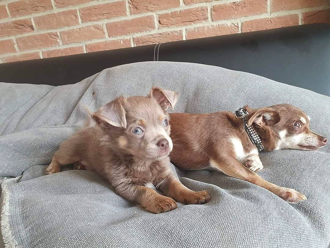 Petit Prince a rejoint le concours — aidez-le/la à gagner de superbes lots ! brick, brickwork, canidae, carnivore, comfort, companion_dog, dog, dog_breed, fawn, liver, mortar, pet_supply, snout, sporting_group, tail, terrestrial_animal, toy_dog, whiskers, wood, working_animal